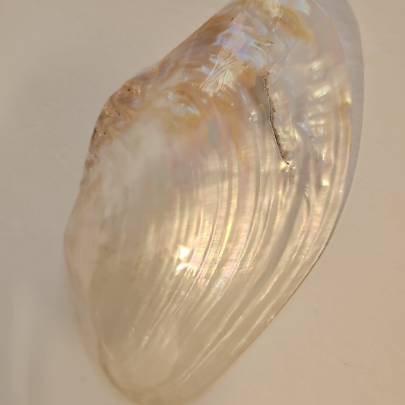 8"W Mother of Pearl & Polished 1/2 Mussel Clam Shell - Picture 4 of 5